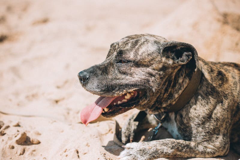 Lycklig hund på stranden amerikanska staffordshire terrier fotografering för bildbyråer Lycklig hund på stranden amerikanska staffordshire terrier fotografering för bildbyråer