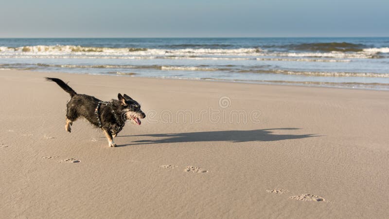 Lycklig hundspring på stranden royaltyfri fotografi