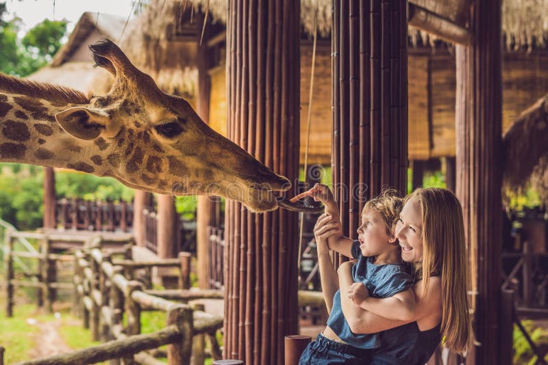 Lycklig hållande ögonen på och matande giraff för moder och för son i zoo Den lyckliga familjen som har gyckel med djursafari, pa arkivbilder Lycklig hållande ögonen på och matande giraff för moder och för son i zoo Den lyckliga familjen som har gyckel med djursafari, pa arkivbilder