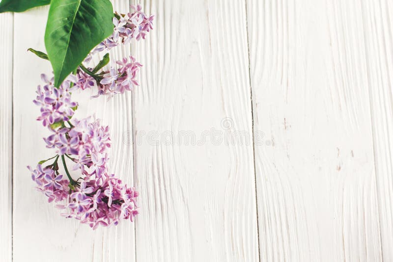 lyckliga mödrar för dag den härliga lilan blommar på lantlig vit woode arkivfoton lyckliga mödrar för dag den härliga lilan blommar på lantlig vit woode arkivfoton