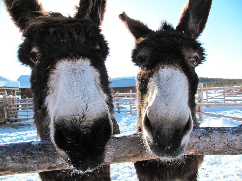 Two happy donkeys from Lapland. Two happy donkeys from Lapland