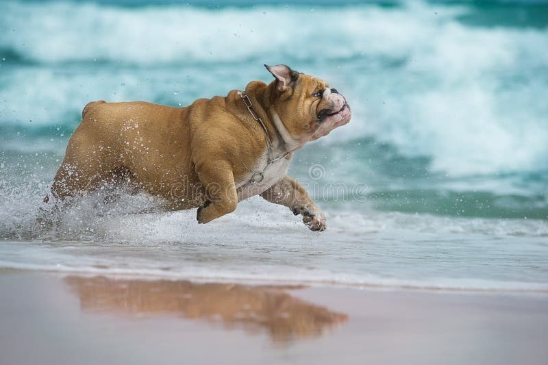 lyckligt running hav för bulldogghund arkivbilder lyckligt running hav för bulldogghund arkivbilder