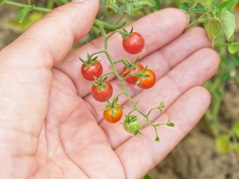 Lycopersicon pimpinellifolium - tiny Currant tomatoes in hand.