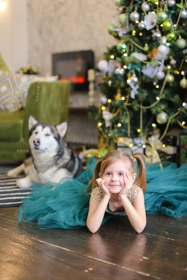 Lyig de port de robe de petite gentille fille avec le malamute près de l'arbre de Chrastmas image libre de droits Lyig de port de robe de petite gentille fille avec le malamute près de l'arbre de Chrastmas image libre de droits