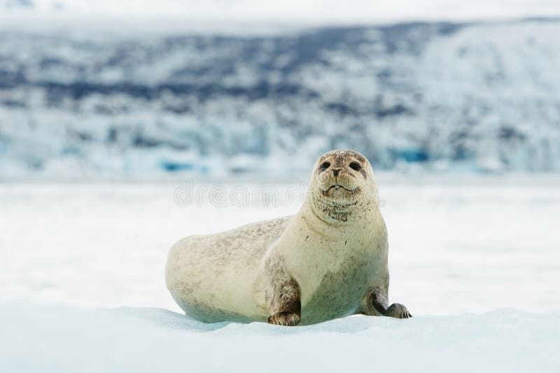 Lying Bearded seal on ice in arctic