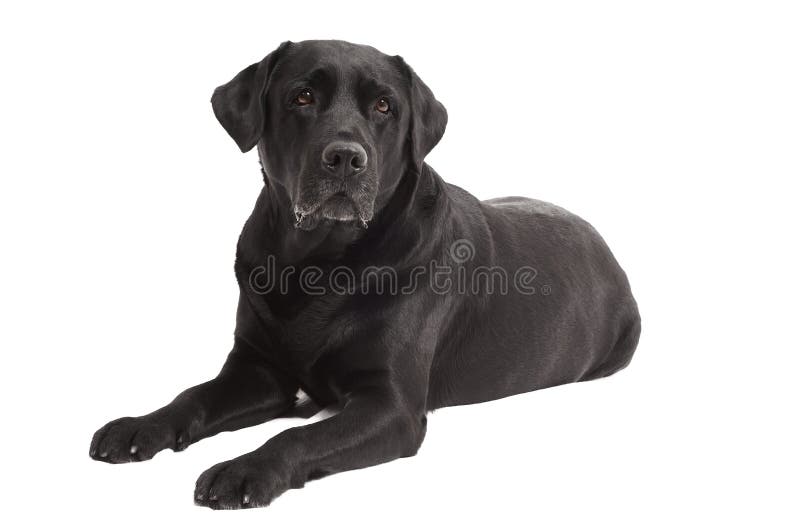 Retriever Labrador Hund von einem schwarzen Schatten liegend im studio isoliert.