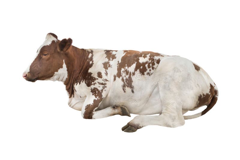 Lying Cow Isolated on White Stock Image Image of livestock, view