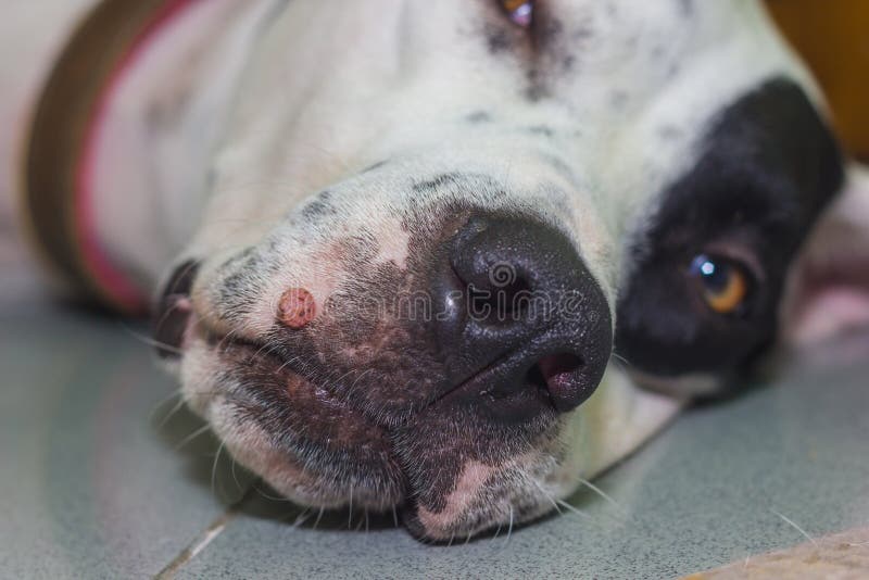 Lying English pointer mix phenotype white dog in black dots port