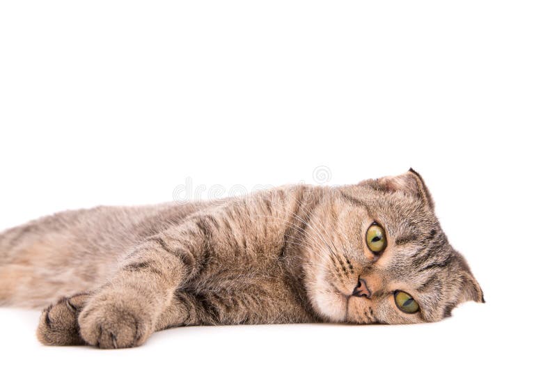 Lying Gray Cat On A White Background Stock Photo Image Of Studio