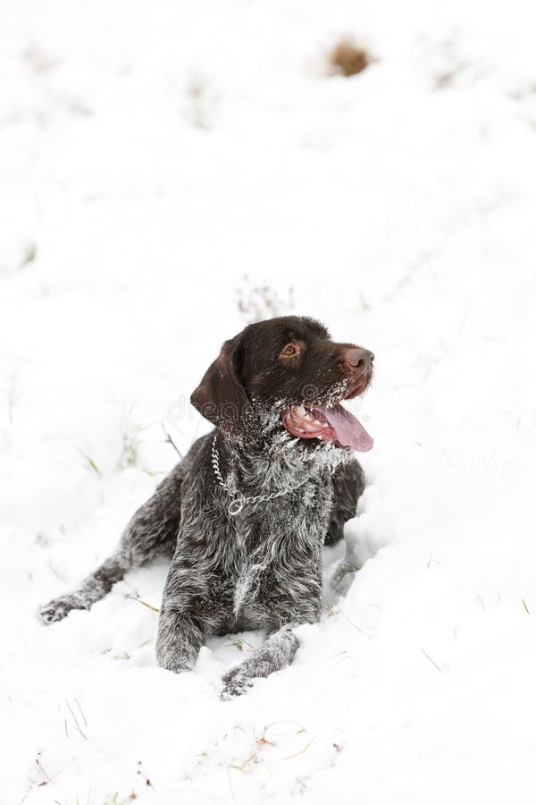 Lying hunting dog