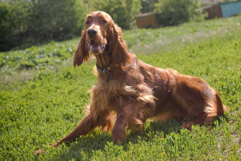 Lying irish setter