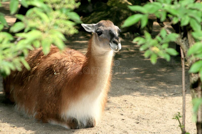 A lying llama (Guanaco)