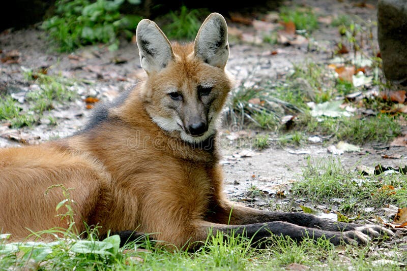 Lying maned wolf