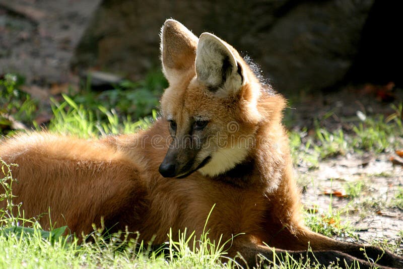 Lying maned wolf in sun