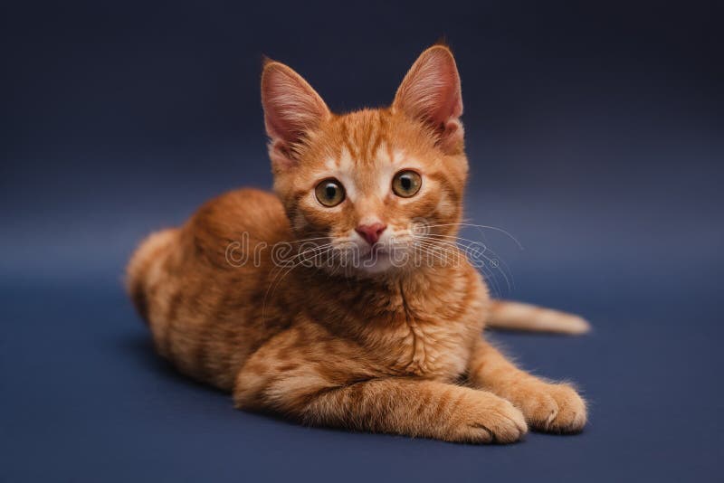 Hình ảnh mèo cam nằm trên nền xanh đậm sẽ khiến bạn phát cuồng vì sự dễ thương và đáng yêu của chúng. Hãy xem bức ảnh để cảm nhận được những khung cảnh tuyệt vời mà mèo cam có thể mang lại.
