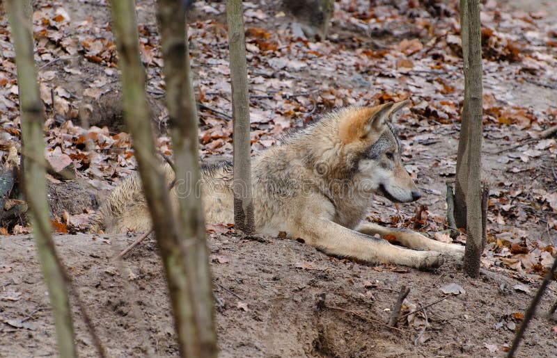 Lying resting European wolf Canis lupus. stock photos Lying resting European wolf Canis lupus. stock photos