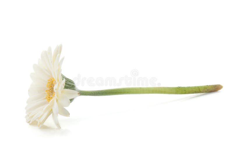Lying white gerbera flower stock photo. Image of daisy 51500974