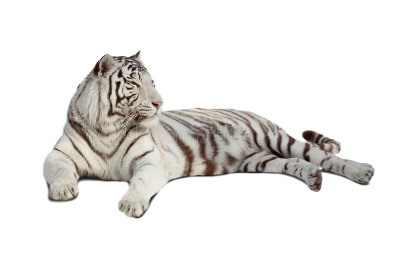 Lying white tiger. Isolated over white stock photography Lying white tiger. Isolated over white stock photography