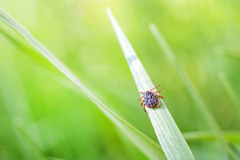 Lyme Borreliosis Disease or Encephalitis Virus Infectious Dermacentor Tick Arachnid Parasite Macro. Encephalitis Infected Tick