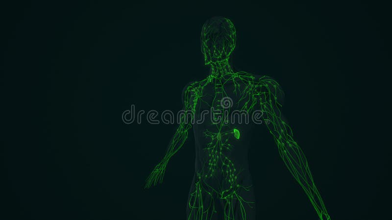 Lymphatic System Anatomy in Humans Stock Image Biology Diagrams