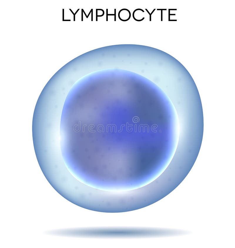 Lymphocyte de globule sanguin