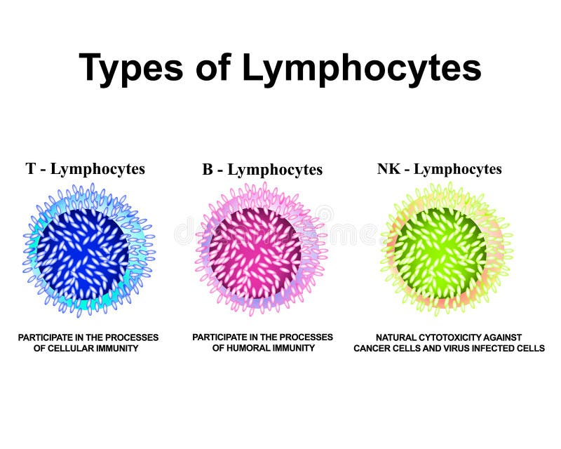 Lymphozytenarten T-Lymphozyten, B-Lymphozyten, NK-Lymphozyten-Struktur Die Funktion der Lymphozyten Immunität