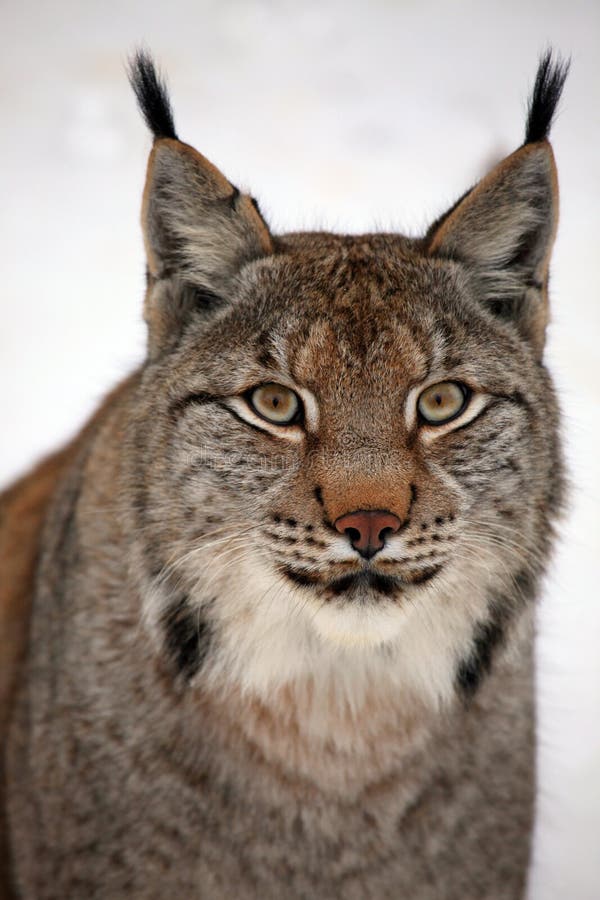 lynx lynx