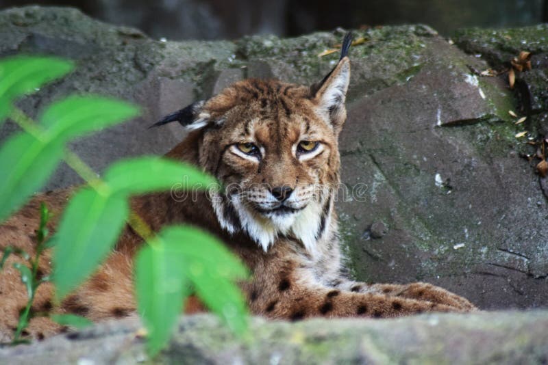 lynx stock afbeelding lynx stock afbeelding