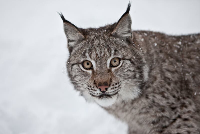 Lynx