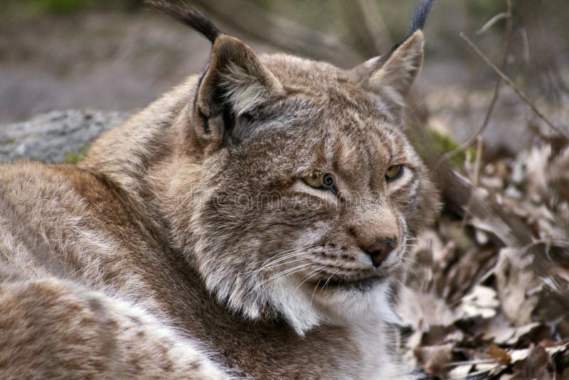 Lynx stock image. Image of bobcat, wildcat, forest, carnivore - 25371411