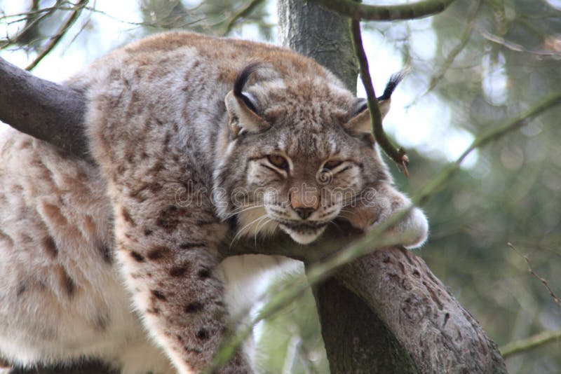 Lynx