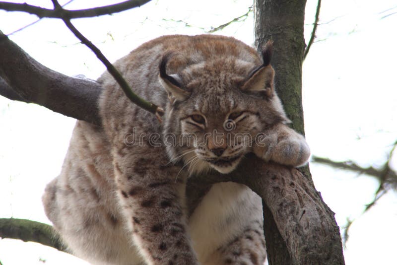 Lynx