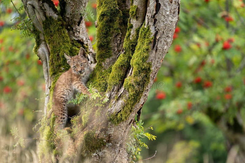 Lynx cub standing on a mossy tree trunk with blurred trees with red fruits