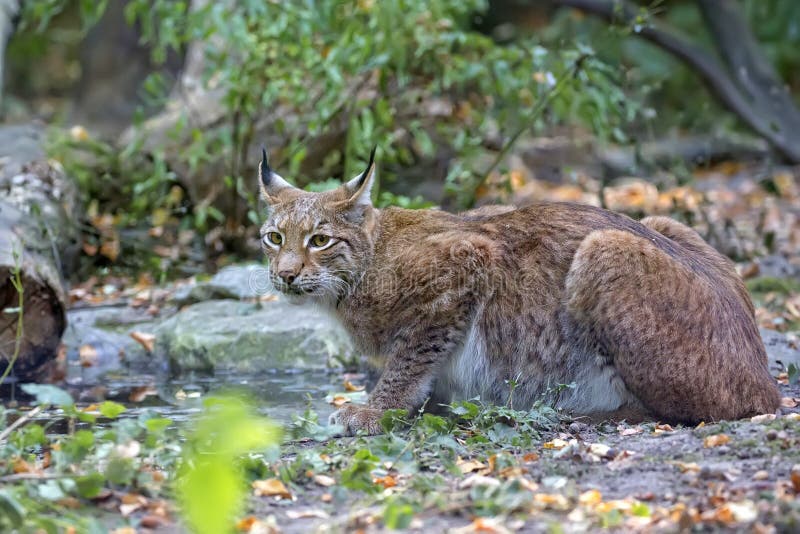 Lynx dans la forêt dans le sauvage
