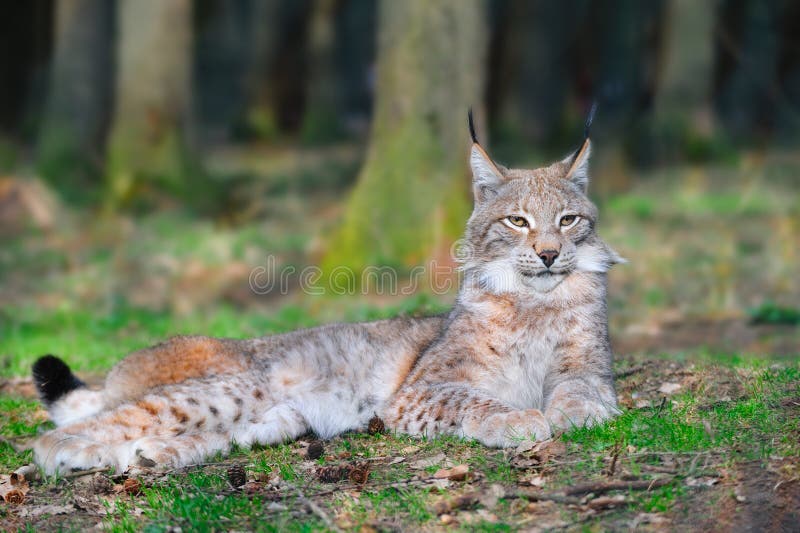 8 X Boxed Square Coasters - Eurasian Lynxes Lynx Wild Cat #12397