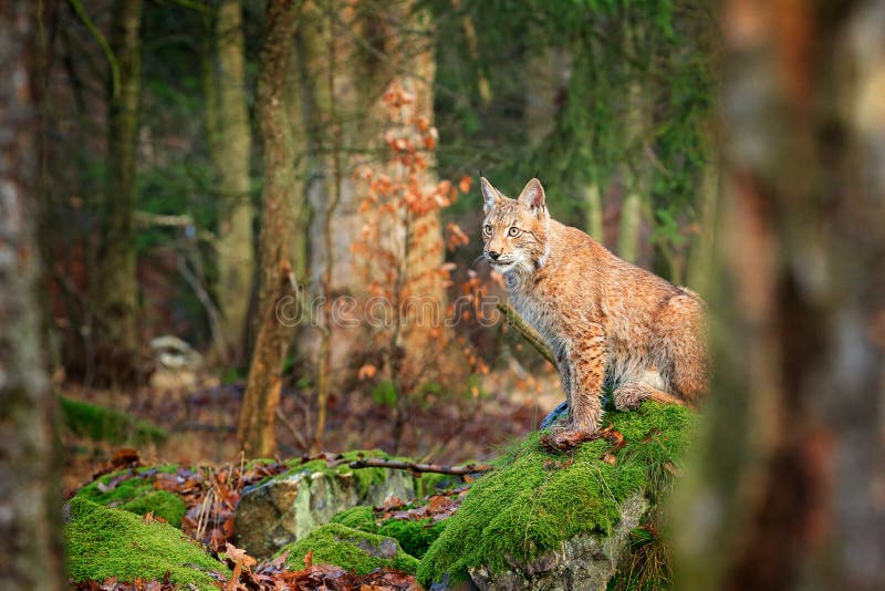 Lynx in the Forest. Sitting Eurasian Wild Cat on Green Mossy Stone ...