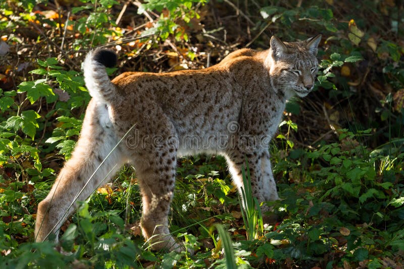 Lynx geht im Wald spazieren