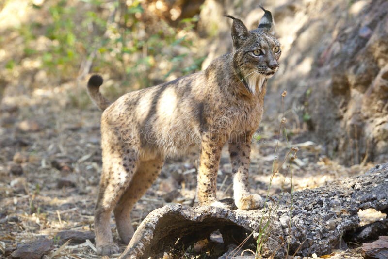 Lynx ibérien sur la position vigilante photographie stock libre de droits Lynx ibérien sur la position vigilante photographie stock libre de droits