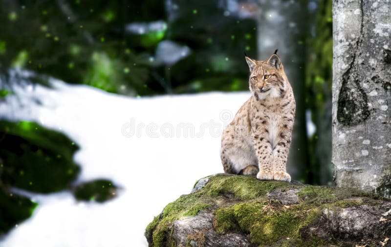 Lynx looks with predatory eyes from the shelter, Hiding in the woods behind a tree while walking, lying and watching