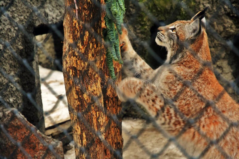 Lynx lyns sa pokúša vyliezť na strom a uniknúť z klietky.