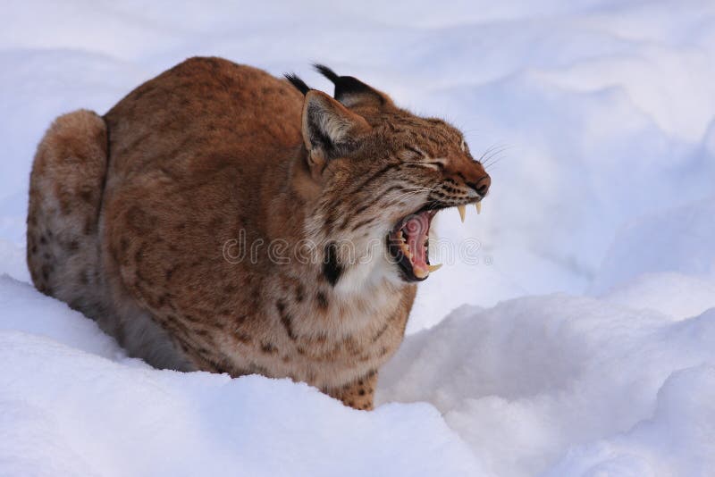 Lynx (Lynx lynx) royalty free stock photos
