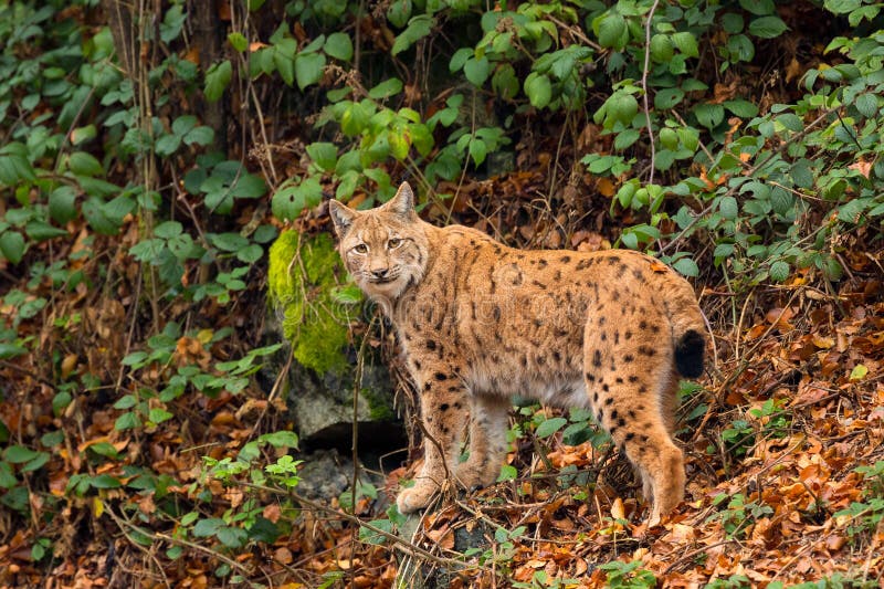 Lynx (Lynx lynx) n the Bavarian forest.