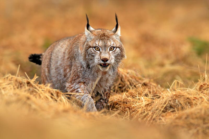 Lynx nella scena verde della fauna selvatica della foresta dalla natura Lince di camminata, comportamento animale in habitat Gatt
