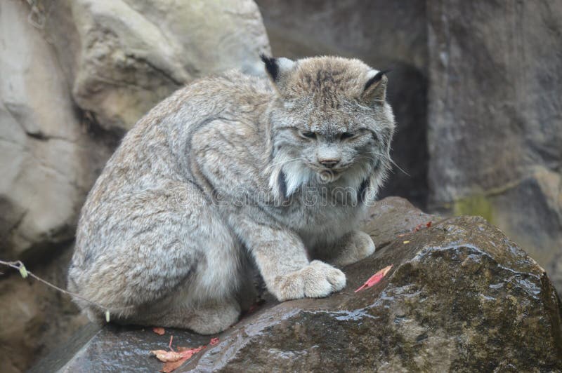 Lynx stock image. Image of attraction, color, eyes, cute 81720341