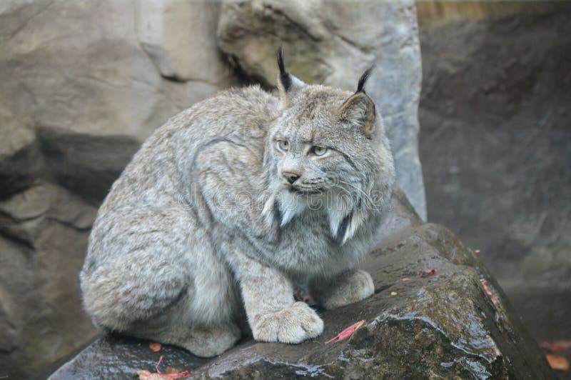 Lynx stock photo. Image of lynx, brown, autumn, close 81737846