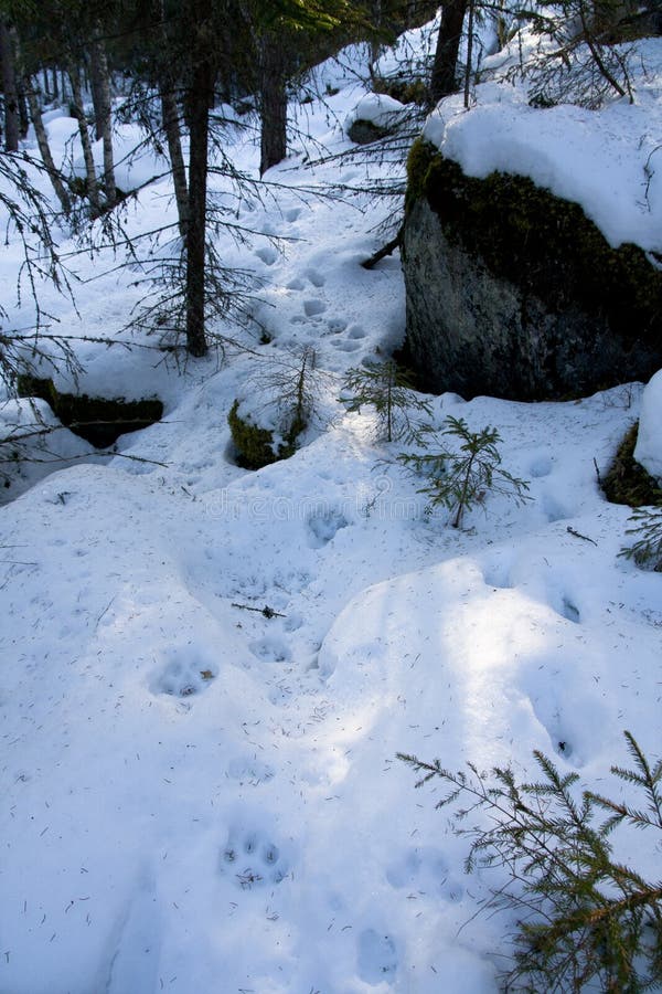 Lynx paw traces royalty free stock photography