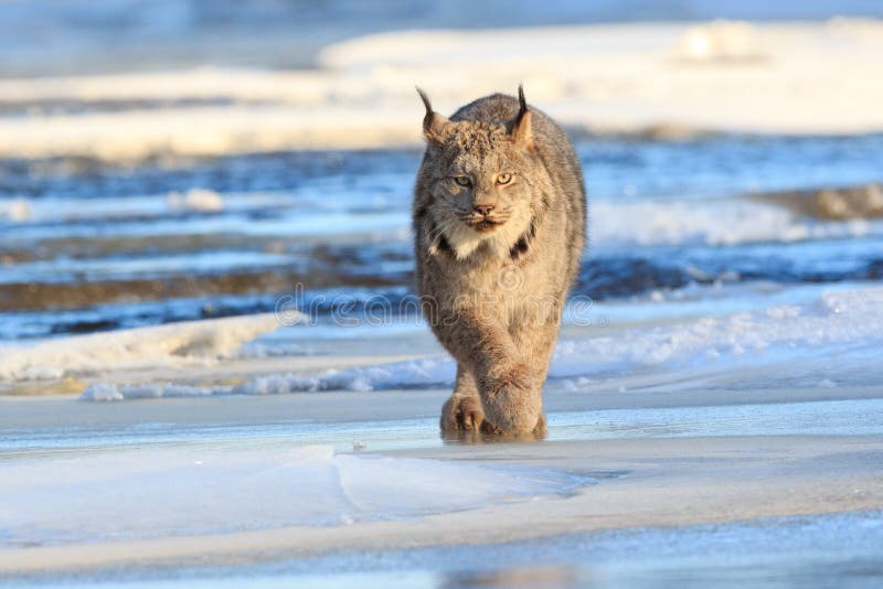 Lynx prowling for prey stock photography