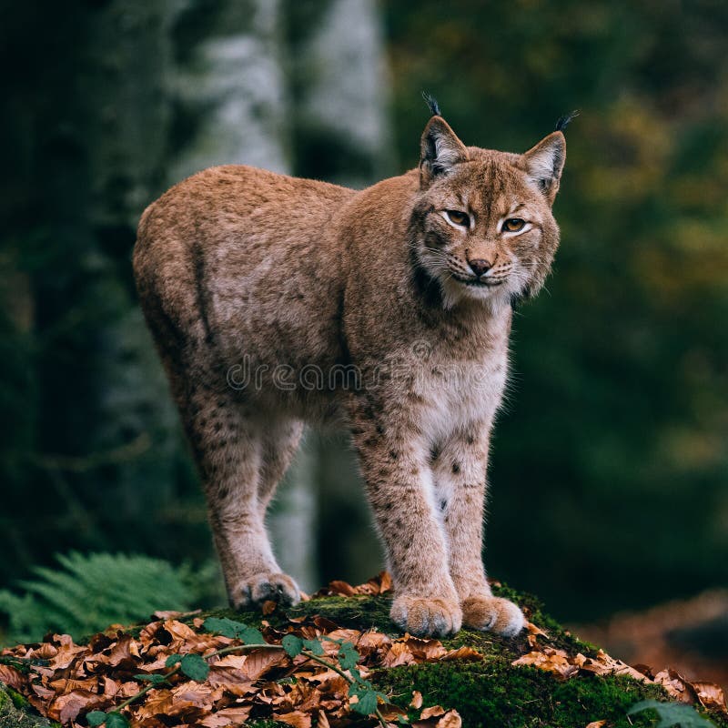 Lynx on a rock, standing in forest