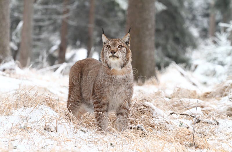 Lynx scenting stock image. Image of nice, hirsute, natural - 38802461