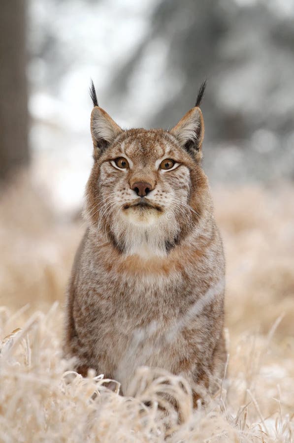 Lynx sitting